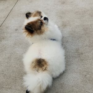 Meet your Posher, Serina